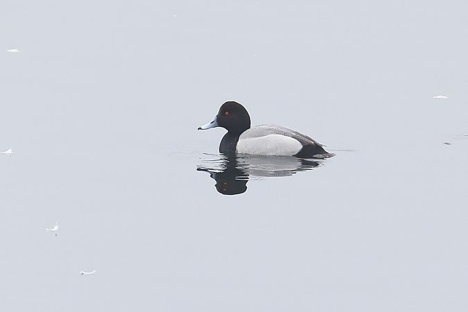 Moretta grigia  - Fabio Moretto