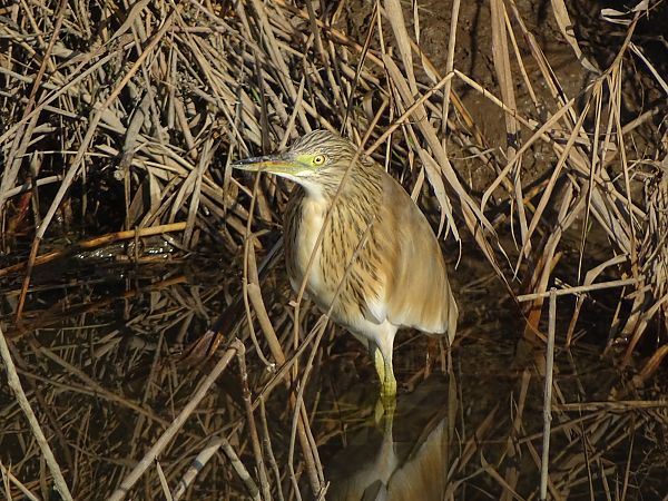 Sgarza ciuffetto  - Pietro Melandri