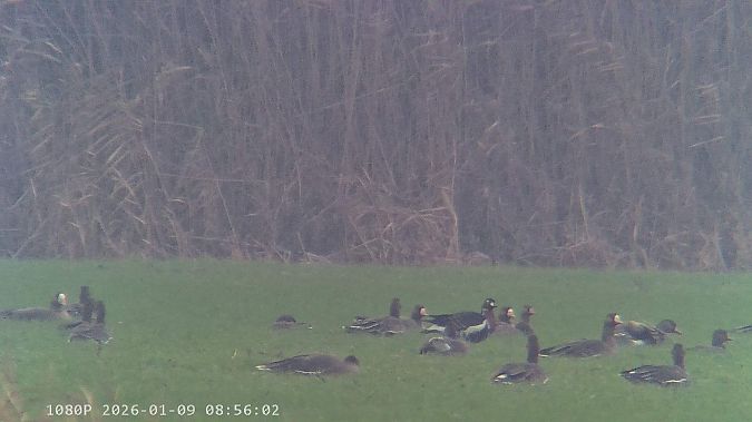 Oca collorosso  - Pietro Melandri