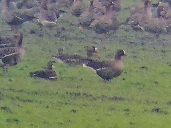 Oca lombardella minore  - Pietro Melandri