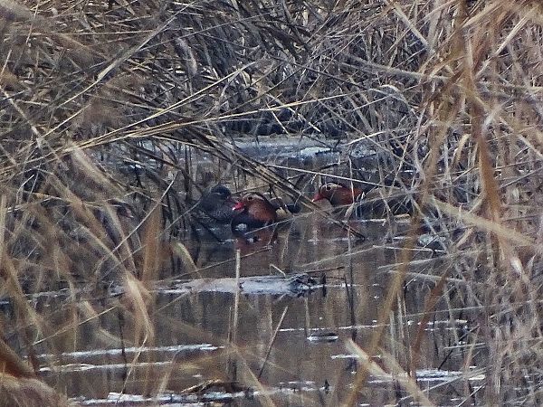 Anatra mandarina  - Pietro Melandri