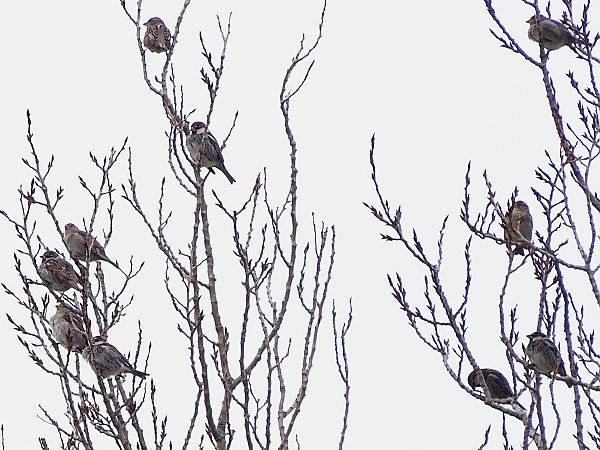 Passera sarda  - Pietro Melandri