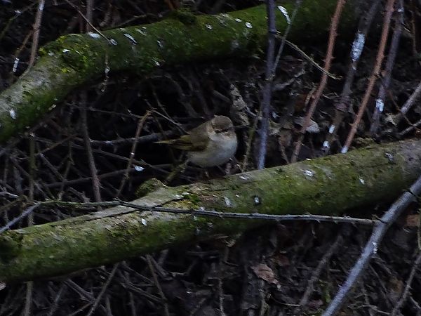 Luì siberiano  - Pietro Melandri