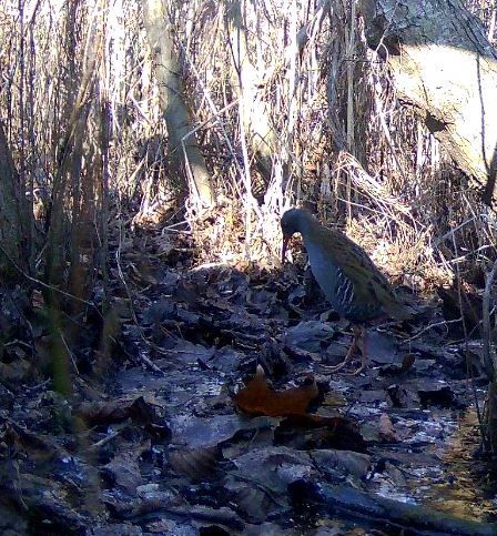 Porciglione  - Gianpaolo Corti