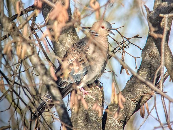 Tortora orientale  - Alessandro Bertoli