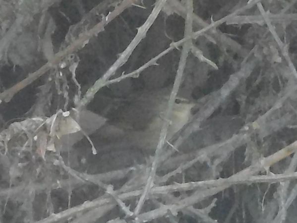 Luì scuro  - Alessandro Bertoli