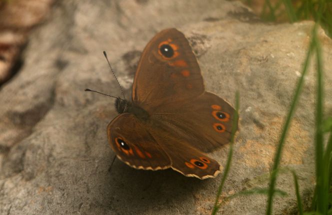 Lasiommata maera  - Monique & Rémi Taïb-Fonters