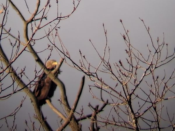 Aquila di mare  - Ivano Caldon