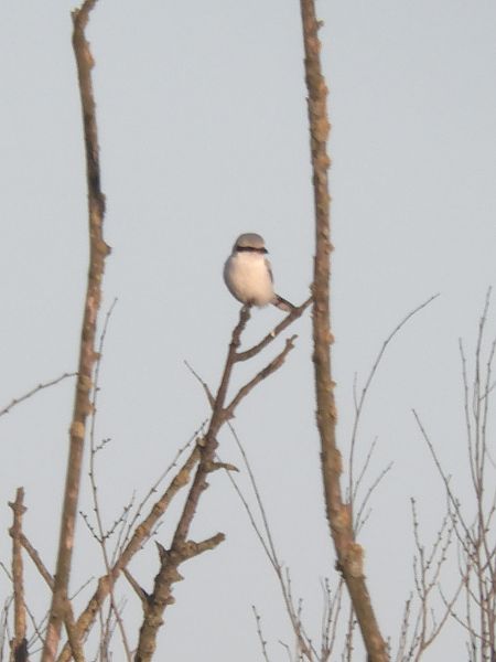 Averla maggiore  - Massimo Tassinari