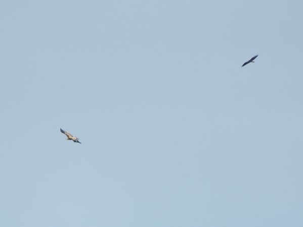 Kaiseradler  - Massimo Tassinari