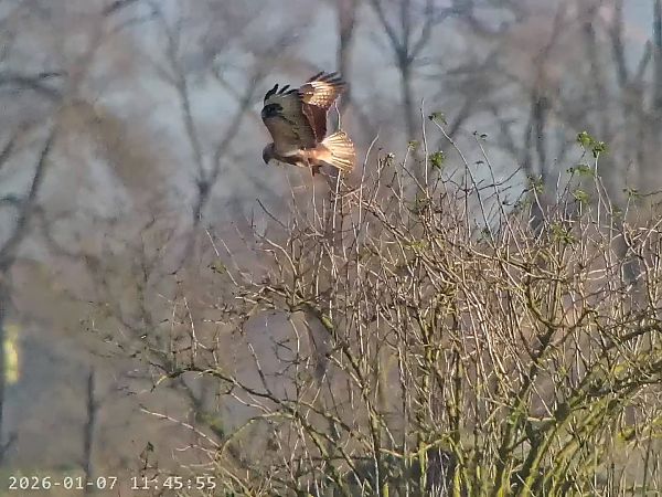 Poiana codabianca  - Massimo Tassinari