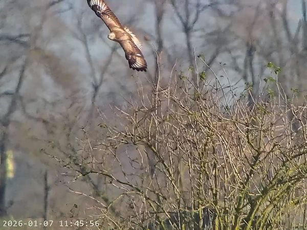 Poiana codabianca  - Massimo Tassinari