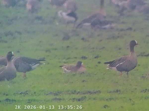 Oca lombardella minore  - Massimo Tassinari