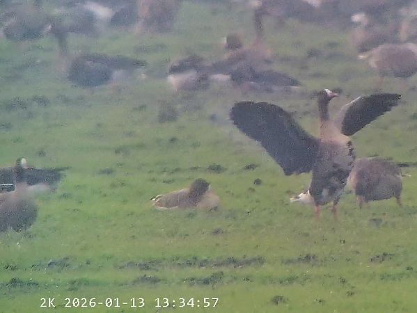 Oie naine  - Massimo Tassinari