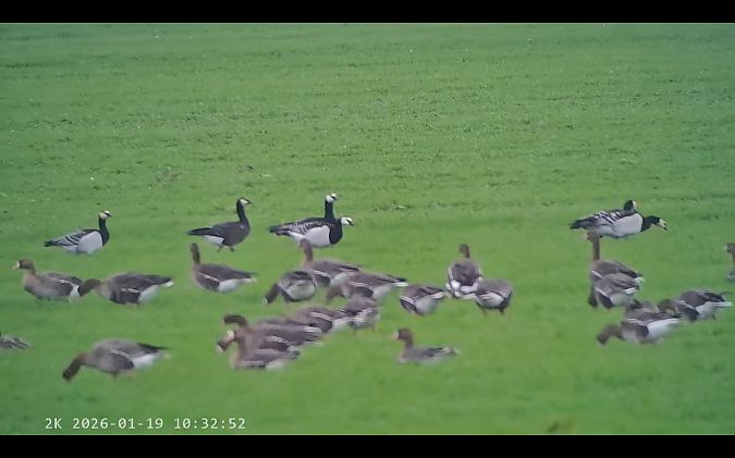 Oca facciabianca  - Massimo Tassinari