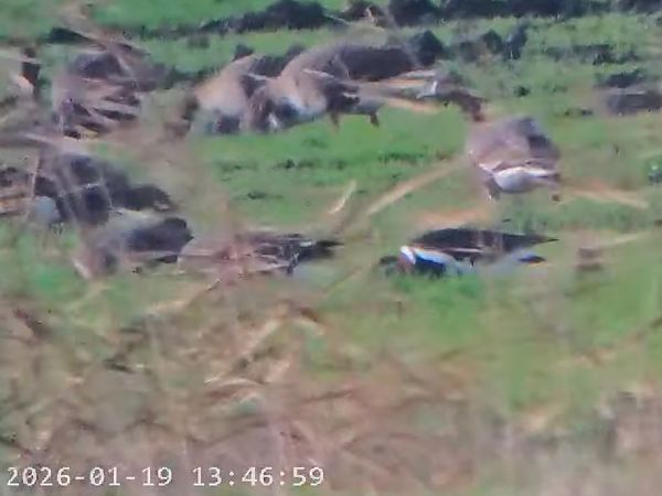 Red-breasted Goose  - Massimo Tassinari