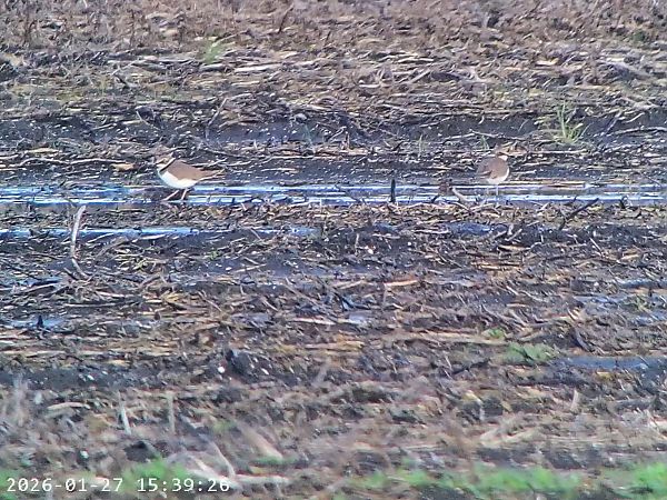 Corriere piccolo  - Massimo Tassinari