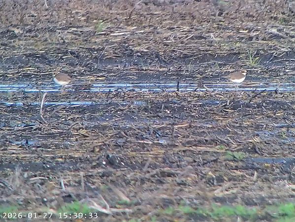 Corriere piccolo  - Massimo Tassinari