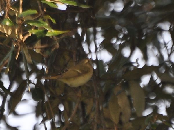 Luì di Hume  - Gianni Ginesi