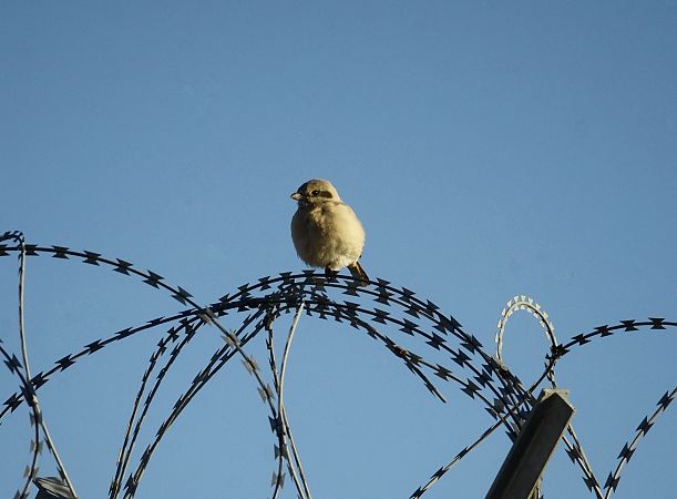 Steppenraubwürger  - Luca Baghino