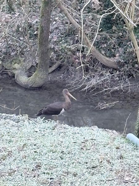 Cicogna nera  - Franco Bernini
