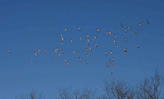 Alzavola  - Giovanni Boano
