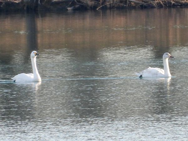 Cigno minore della tundra  - Giovanni Boano
