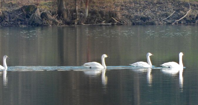 Cigno minore della tundra  - Giovanni Boano