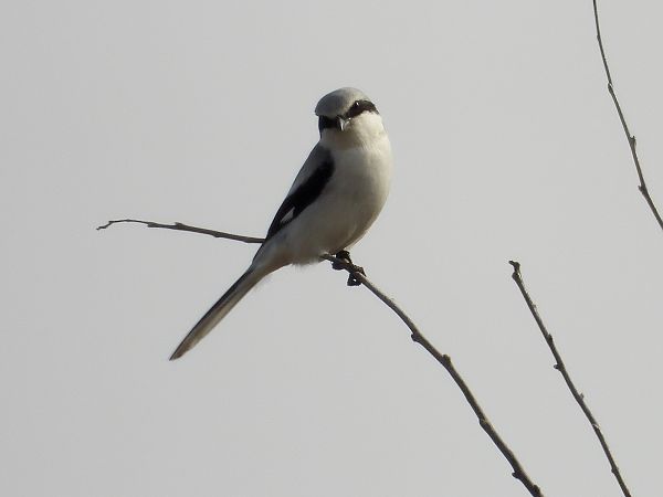 Averla maggiore  - Giovanni Boano