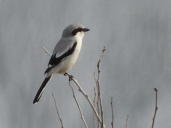 Averla maggiore  - Giovanni Boano