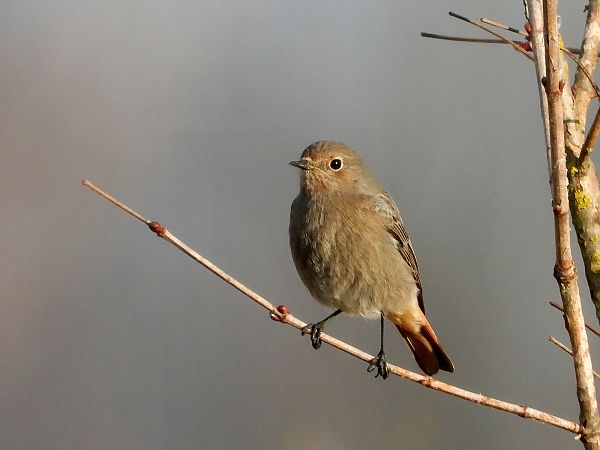 Codirosso spazzacamino  - Giovanni Boano