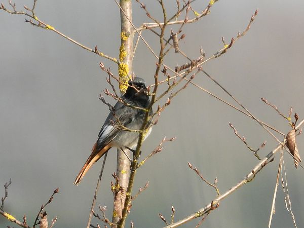 Codirosso spazzacamino  - Giovanni Boano