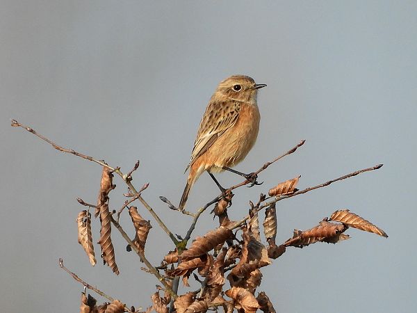 Saltimpalo comune  - Giovanni Boano