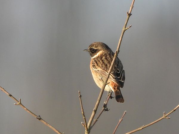 Saltimpalo comune  - Giovanni Boano