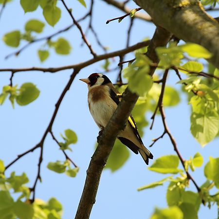Cardellino  - Federico Fanesi