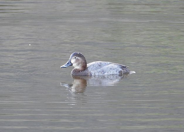 Moriglione  - Federico Fanesi