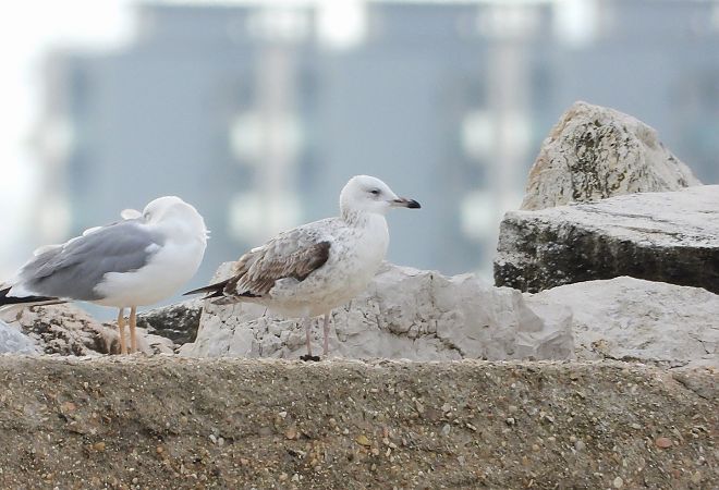 Gabbiano pontico  - Federico Fanesi