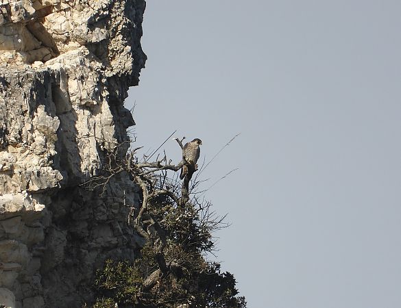 Falco pellegrino  - Federico Fanesi