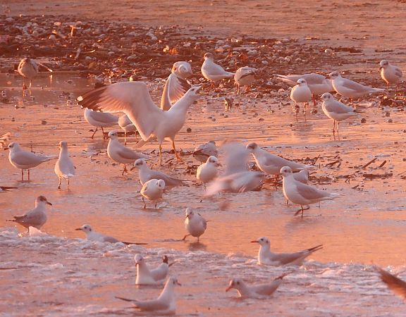 Gabbiano reale  - Federico Fanesi