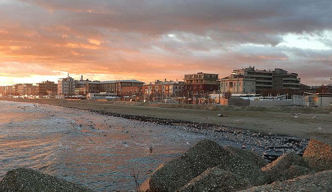 Gabbiano comune  - Federico Fanesi