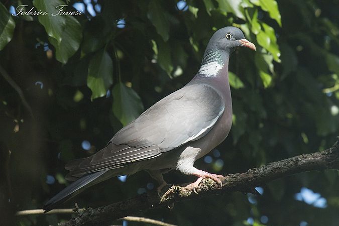Colombaccio  - Federico Fanesi