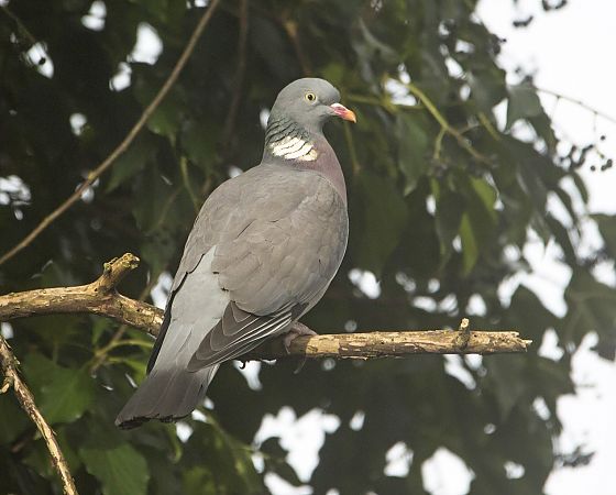 Colombaccio  - Federico Fanesi