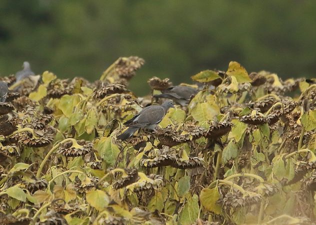 Colombaccio  - Federico Fanesi