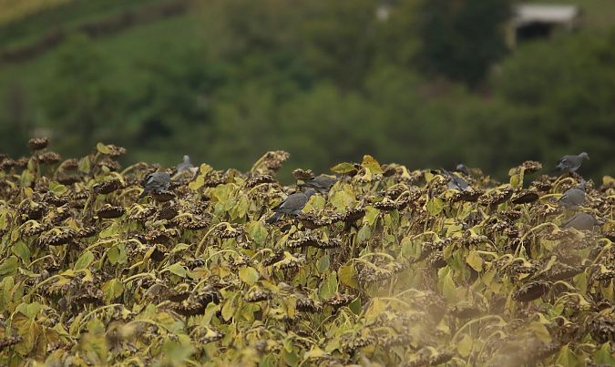 Colombaccio  - Federico Fanesi