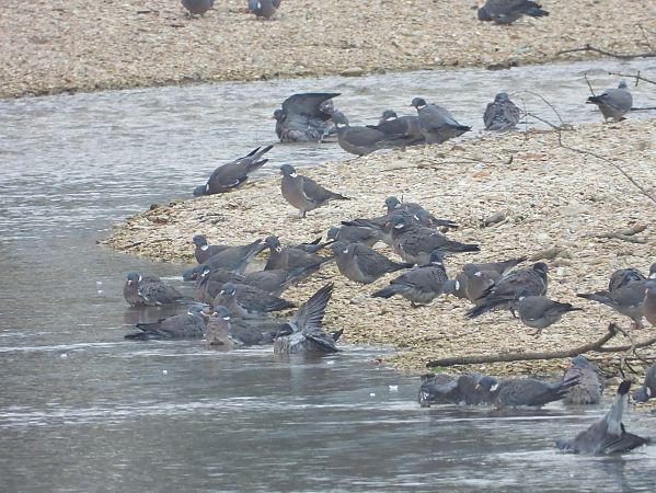 Colombaccio  - Federico Fanesi