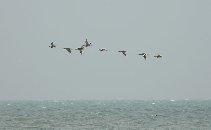 Fischione  - Federico Fanesi