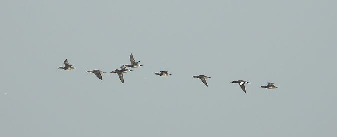 Fischione  - Federico Fanesi