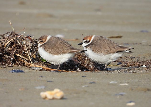 Fratino  - Federico Fanesi
