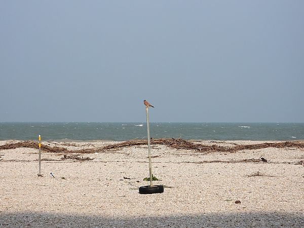 Gheppio  - Federico Fanesi