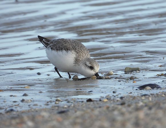 Piovanello tridattilo  - Federico Fanesi